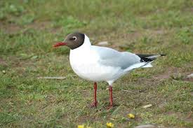 Attēlu rezultāti vaicājumam “Larus ridibundus juvenile”