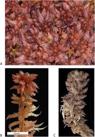 Attēlu rezultāti vaicājumam “Sphagnum riparium”