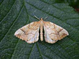 Attēlu rezultāti vaicājumam “Eulithis sp.”
