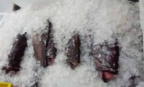 Image result for Hyporthodus niveatus