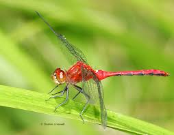 Attēlu rezultāti vaicājumam “Sympetrum”