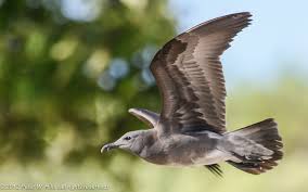 Attēlu rezultāti vaicājumam “Fuligo laevis”