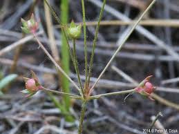 Attēlu rezultāti vaicājumam “Androsace septentrionalis”