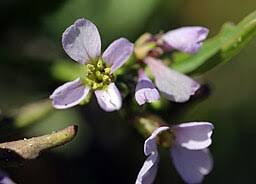 Attēlu rezultāti vaicājumam “Cakile maritima subsp. baltica flower”