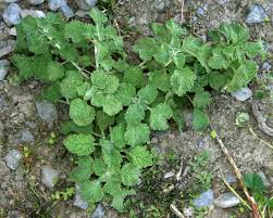Image result for Marrubium vulgare