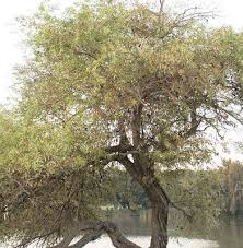 Attēlu rezultāti vaicājumam “Salix daphnoides subsp. acutifolia bud”