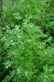 Image result for Anthriscus cerefolium