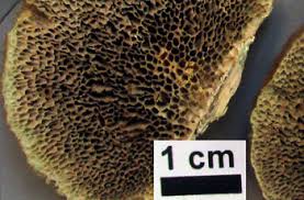 Attēlu rezultāti vaicājumam “Coriolopsis trogii”