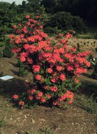 Attēlu rezultāti vaicājumam “Rhododendron calendulaceum”