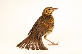 Attēlu rezultāti vaicājumam “Turdus philomelos juvenile”