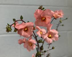 Image result for Alonsoa liniflora