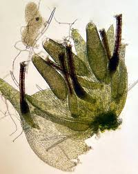 Attēlu rezultāti vaicājumam “Homalia trichomanoides sporophyte”