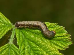 Attēlu rezultāti vaicājumam “Orthosia munda”