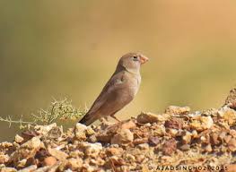 Image result for Bucanetes githagineus