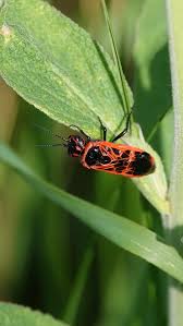 Attēlu rezultāti vaicājumam “Caenolyda reticulata”