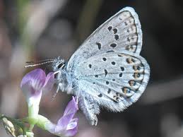Attēlu rezultāti vaicājumam “Plebejus idas female”