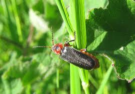 Attēlu rezultāti vaicājumam “Cantharis rustica”