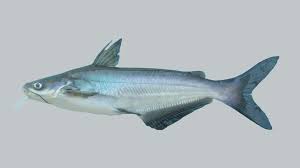 Image result for Ictalurus punctatus