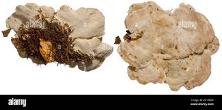 Attēlu rezultāti vaicājumam “Postia stiptica”