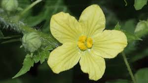 Attēlu rezultāti vaicājumam “Citrullus lanatus leaf”