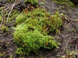 Attēlu rezultāti vaicājumam “Barbula unguiculata macro”
