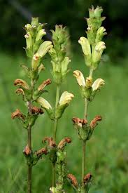 Attēlu rezultāti vaicājumam “Pedicularis sceptrum-carolinum leaf”