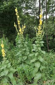 Image result for Verbascum densiflorum