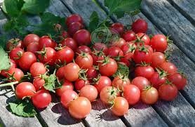 Afbeeldingsresultaat voor rose quartz tomato