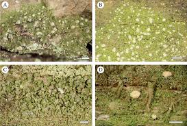 Attēlu rezultāti vaicājumam “Micarea sp.”
