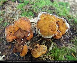 Attēlu rezultāti vaicājumam “Gloeophyllum odoratum”