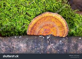 Attēlu rezultāti vaicājumam “Daedaleopsis confragosa”