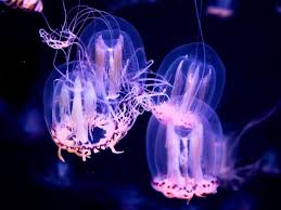 Attēlu rezultāti vaicājumam “Polypogon tentacularius male”