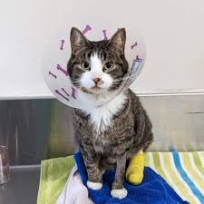 Image result for cat found