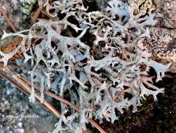 Attēlu rezultāti vaicājumam “Pseudevernia furfuracea”