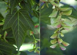 Attēlu rezultāti vaicājumam “Acer rufinerve flower”