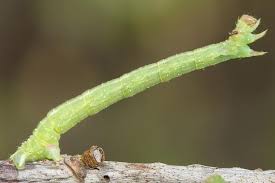 Attēlu rezultāti vaicājumam “Eulithis pyropata”