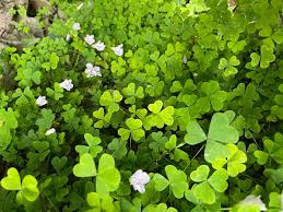 Attēlu rezultāti vaicājumam “Oxalis acetosella”