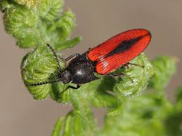 Attēlu rezultāti vaicājumam “Ampedus sanguinolentus”