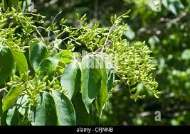 Attēlu rezultāti vaicājumam “Syringa reticulata subsp. amurensis leaf”