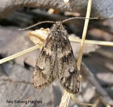 Attēlu rezultāti vaicājumam “Chimabachidae”