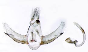 Attēlu rezultāti vaicājumam “Semioscopis oculella”