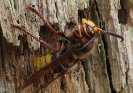 Attēlu rezultāti vaicājumam “Vespa crabro”