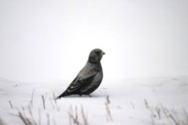 Image result for Melanocorypha yeltoniensis