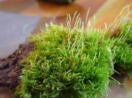 Attēlu rezultāti vaicājumam “Pylaisia polyantha”