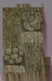 Attēlu rezultāti vaicājumam “Didymium xanthopus stalked”