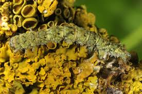 Attēlu rezultāti vaicājumam “Laspeyria flexula”