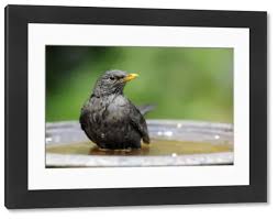 Attēlu rezultāti vaicājumam “Turdus merula female”