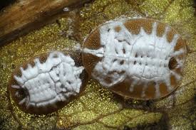 Attēlu rezultāti vaicājumam “Aleurochiton aceris”