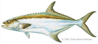 Image result for Lichia amia