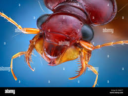 Attēlu rezultāti vaicājumam “Leistus ferrugineus”